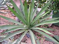Agave ensifera Jacobi (fam Agavacees) (Mexique) (1) (Photo F. Mrugala)